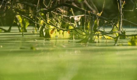 Slimy branches in green colored water of swamp.の写真素材