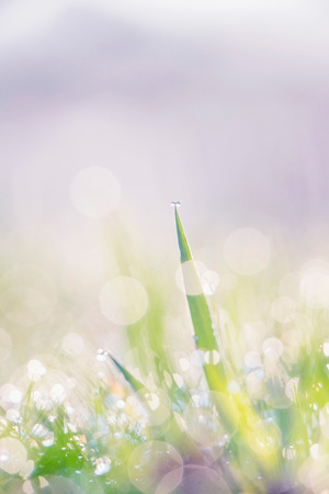 Blades of grass with dewdrops at sunrise. Macro shot.の写真素材