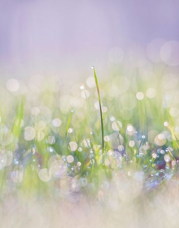 Blades of grass with dewdrops at sunrise. Macro shot.の写真素材