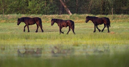 Three black horses walking in grassy wetland.の写真素材