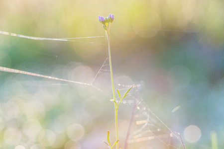 Cuckooflower with cobweb and blurred dewdrops at sunrise. Macro shot.の写真素材