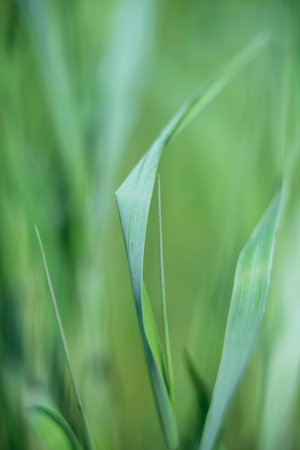 Shapes and shades in grass. Macro shot.