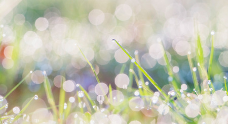 Blades of grass with dewdrops at sunrise. Macro shot.の写真素材