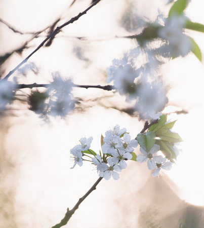 Close-up of blossom on branches of blooming tree.