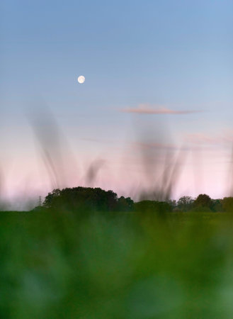 Blurred tall grass in rural landscape at dawn with moon in the sky.の写真素材