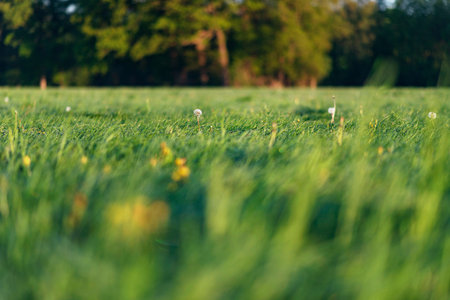 Faded dandelion in springtime meadow in morning sunlight.