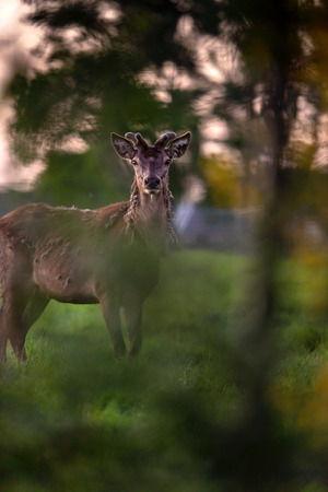 Solitary red deer stag with growing antlers in meadow behind bushes.の写真素材