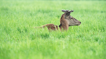 Red deer stag with antlers in velvet lying down in meadow.の写真素材