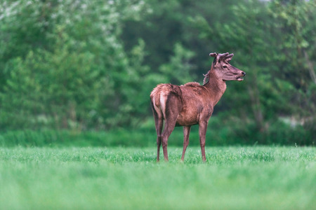 Young red deer buck in countryside during spring.の写真素材