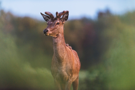Young red deer with growing antler between blurred spring bushes.の写真素材