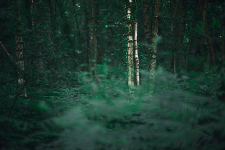 White trunk of birch tree in dense spring forest.の写真素材