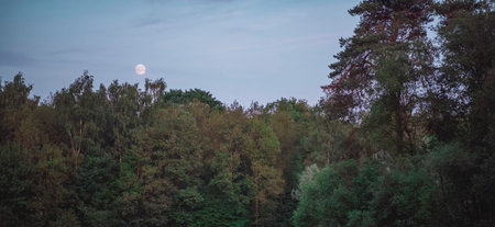 Deciduous spring forest under sky with moon at dusk.