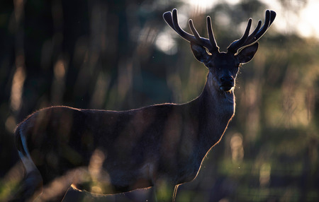 Red deer buck with velvet antler in backlight of sun.の写真素材
