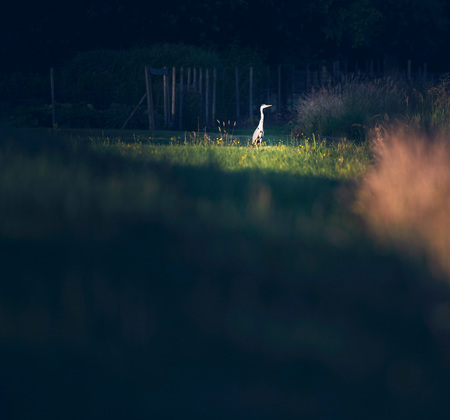 Grey heron in summer meadow in sunlight.の写真素材