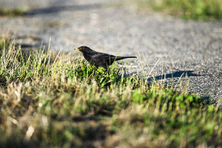 Male blackbird in grass near country road.の写真素材