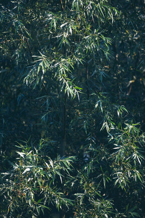 Close-up of leaves of trees in wind.の写真素材
