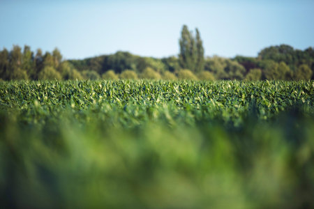 Cornfield with trees and blue sky in summer.