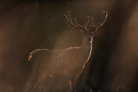 Red deer stag with velvet antler in evening sunlight.の写真素材