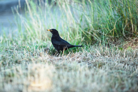 Male blackbird in grass near country road.の写真素材