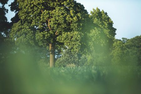 Summer countryside with trees in field.の写真素材