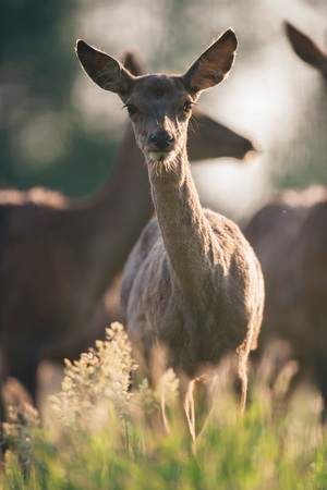 Curious young red deer in tall grass looking towards camera.の写真素材