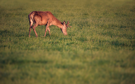 Grazing red deer buck with velvet antler in evening sun.の写真素材
