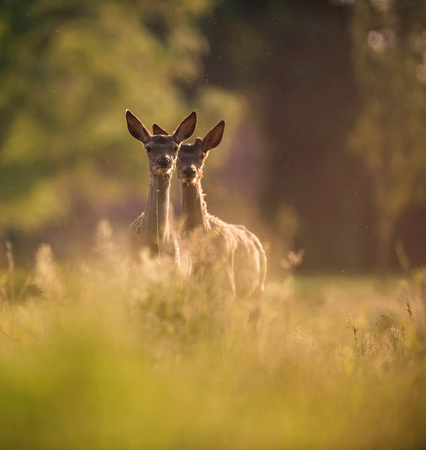 Two young red deer between tall grass in backlight of evening sun.の写真素材