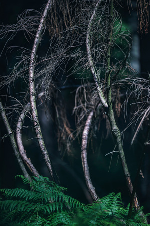 Close-up of curved branches in forest with ferns.の写真素材