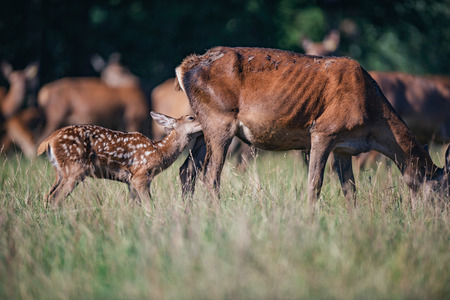 Young red deer nursing from mother in meadow.の写真素材