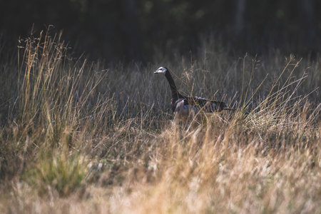 Canadese goose in field in sunlight.