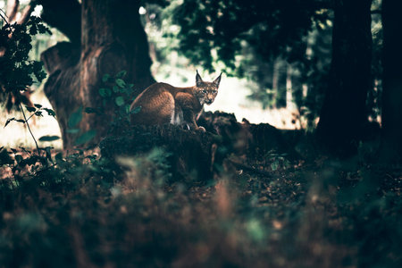 Eurasian lynx resting in forest.の写真素材