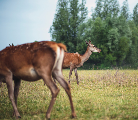 Two red deer hinds in meadow near bush.の写真素材