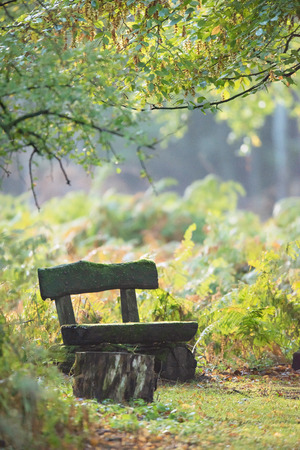 Wooden bench in autumn forest with ferns.の写真素材