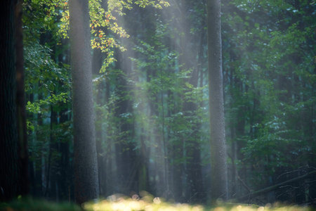 Rays of light in misty autumn forest.