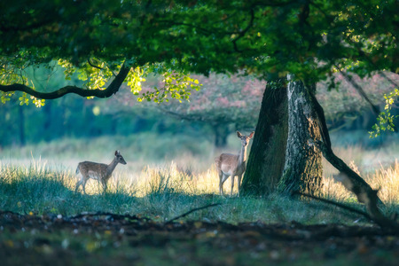 Two deer under tree in forest.の写真素材