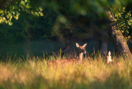 Female red deer in morning light in tall grass.の写真素材