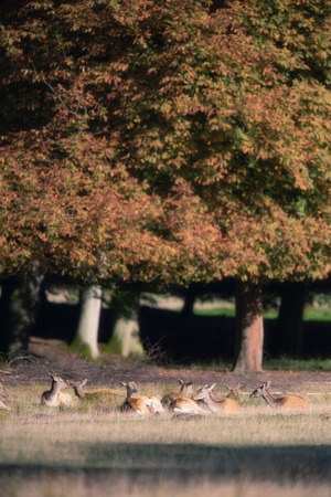 Group of deer lying in meadow of autumn forest.の写真素材