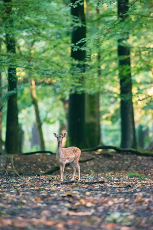 Young fallow deer alone in forest.の写真素材