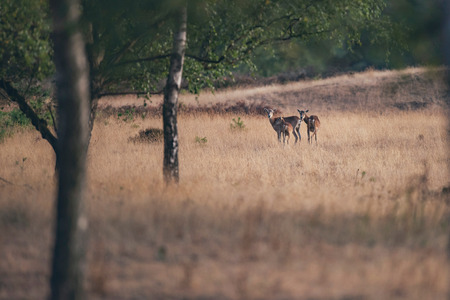 Three mouflons standing together in grass near trees.の写真素材