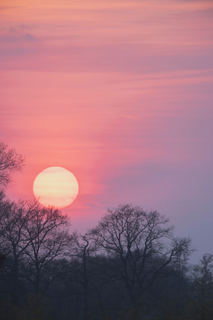 Sunset with big red sun and silhouette of trees.の写真素材