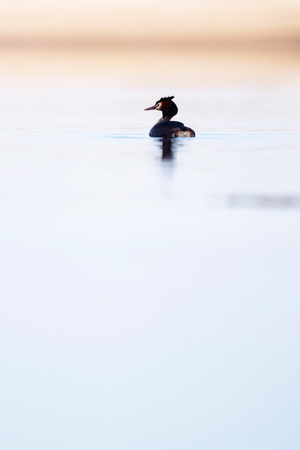 Great crested grebe in lake at dawn. Side view.の写真素材