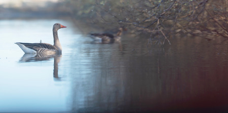 Greylag goose swimming at edge of lake near bushes.の写真素材