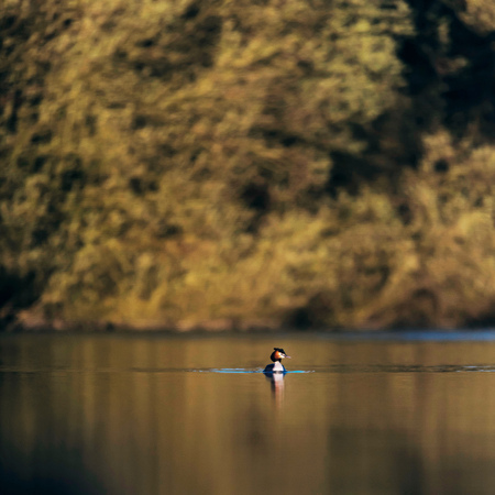 Great crested grebe floating in lake in morning sunlight during early spring.の写真素材