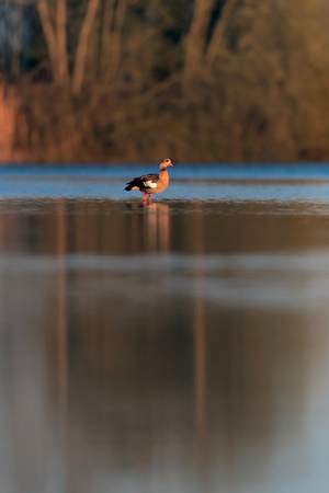 Egyptian goose in morning sunlight standing in lake.の写真素材