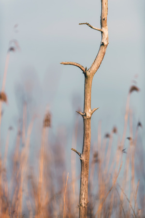 Dead tree between reed in morning sunlight.の写真素材