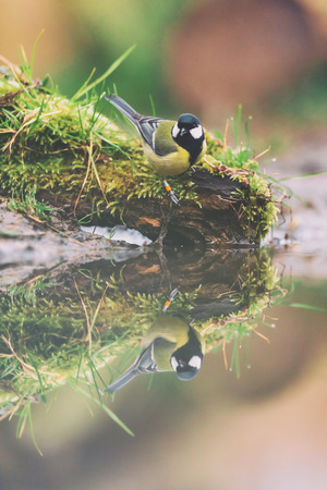 Great tit on mossy edge of pond.の写真素材