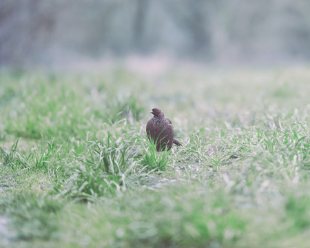 Female pheasant in meadow at dawn.の写真素材