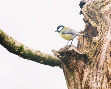 Great tit perched on tree runk.