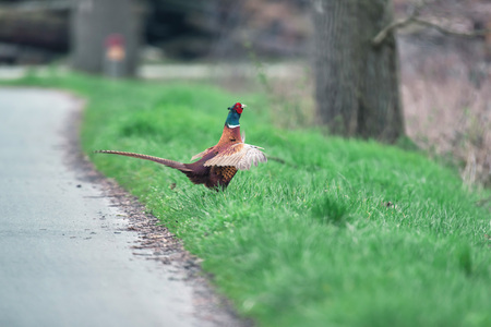 Male pheasant on the roadside.の写真素材