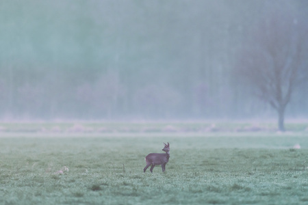 Roe deer in meadow at edge of pine forest looking aside.の写真素材